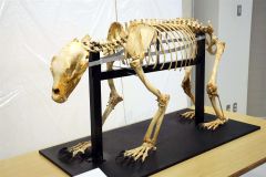 ヒグマの生態を標本から 科学的価値や生態学ぶ | 十勝毎日新聞 ヒグマの生態を標本から 科学的価値や生態学ぶ | 十勝毎日新聞