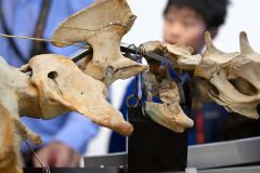 骨格標本の左側の頸椎（けいつい）。２～４番目が弾により損傷しており、接着剤などでくっつけてある