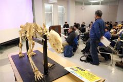 ヒグマの骨格標本は、少し左に首をかしげるように組み立てられている。展示したときに、来場者や子どもと目が合うような工夫だという
