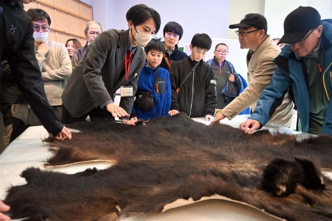 ヒグマの生態を標本から　科学的価値や生態学ぶ
