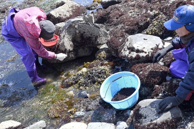 磯の味覚ようやく　広尾でフノリ漁がスタート