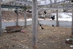 解体が決まった「からす小屋」。町のカラス対策はかつてドラマ化され、注目された