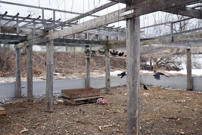 からす小屋解体へ　かつてはドラマ化も　池田町