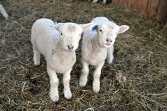 牧舎の中ですくすくと育つ子羊たち（１日）