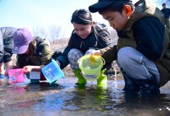 サケの稚魚を放流する子どもたち（吉原慧撮影）