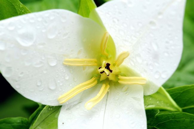 どの野草も名前がある　観察・撮影のポイントを本紙カメラマンが紹介