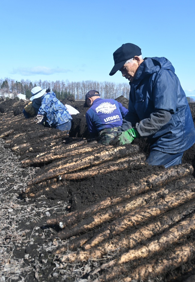 畑から目覚め、十勝川西長いも春掘りスタート　土壌凍結懸念も対策奏功