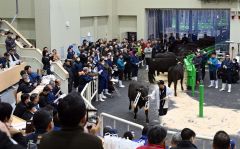 多くの購買人が見守る中、最初の１頭目が競りに掛けられた和牛（手前）＝８日、午前１０時ごろ。金野和彦撮影