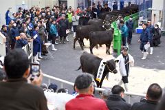 多くの購買人が見守る中、最初の１頭目が競りに掛けられた和牛（手前）＝８日、午前１０時ごろ。金野和彦撮影