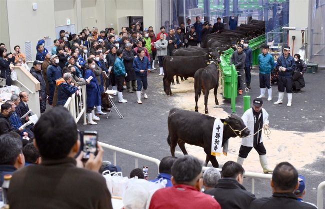 新しいホクレン家畜市場、初の競り活気　音更　和牛市場９００頭以上