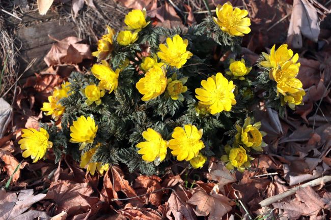 ぬかびらにも春の彩り　フクジュソウ見頃　上士幌