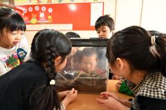 虫かごの中にいるチョウを観察する年長児