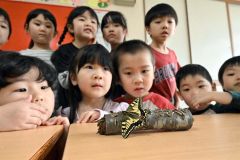 えさとなる葉が枯れてくると新鮮な葉に交換するなど年長児が協力して世話をした