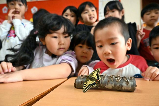 やっとチョウになった！羽化に大喜び　幕別認定こども園
