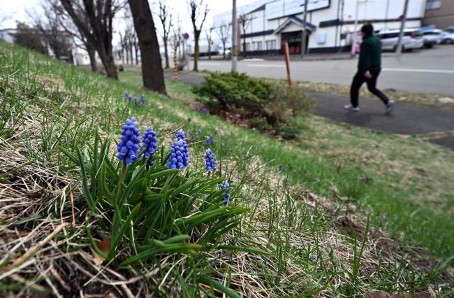 十勝で気温上昇、帯広１６・３度　春の花も開花