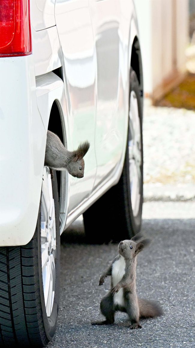 ロミオ＆ジュリエット？　見つめ合う２匹のエゾリス　春は恋の季節