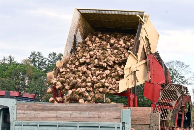 ビート生産、単収伸び３・３％増加　２４年十勝管内　作付面積は４・４％減少