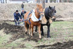 馬に支えられた歴史知って　満寿屋麦音で馬耕体験