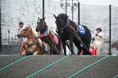 能力検査で第２障害を駆け上がる馬たち。膝を折る馬の姿もあった（１３日午前８時２０分ごろ）