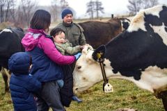 放牧地の牛たちと触れ合う参加者
