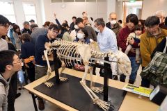 リニューアル１年　イベントや展示で客足好調　幕別ナウマン記念館