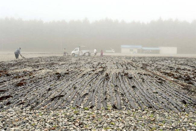 天然コンブ安定増殖へ　未熟な母藻を成熟させ海へ再投入　広尾漁協新事業