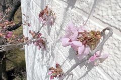 森末整形のサクラ咲く　帯広の開花は２３日予想