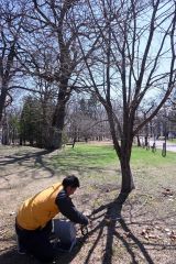 鈴蘭公園内で夜桜ライトアップに向けて準備作業にあたる商工会青年部の米谷部長