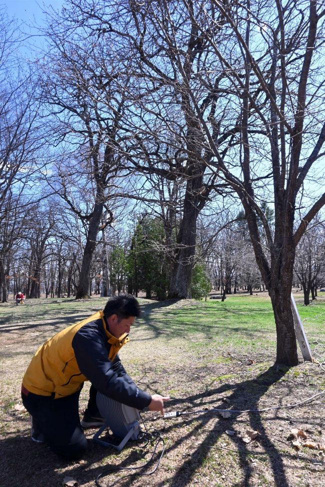 【写真】幻想的な夜桜楽しんで 音更鈴蘭公園 今年も24日からライトアップ