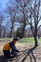 幻想的な夜桜楽しんで　音更鈴蘭公園　今年も２４日からライトアップ