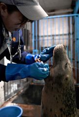 西田さんが手を開くと口を開け、大人しくブラッシングされるカイ（塩原真撮影）