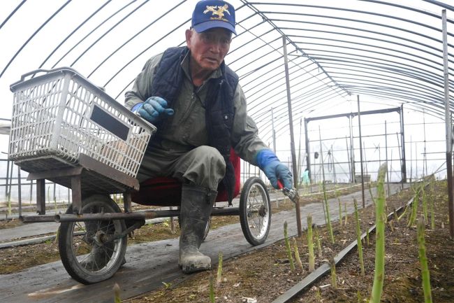【写真】自作三輪車駆り〝再起動〟　アスパラ栽培、一転継続へ　音更の８３歳鷲北さん　承継予定が突然キャンセル
