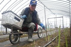 自作三輪車駆り〝再起動〟　アスパラ栽培、一転継続へ　音更の８３歳鷲北さん　承継予定が突然キャンセル