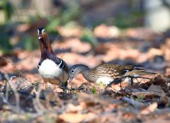 もうすぐ抱卵？　オシドリのつがい仲良く　市内の公園で 2