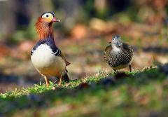 公園内を歩くオシドリのつがい。左がオスで複雑な色彩斑紋をしている（２１日、帯広市内で）