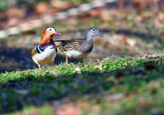 もうすぐ抱卵？　オシドリのつがい仲良く　市内の公園で 5