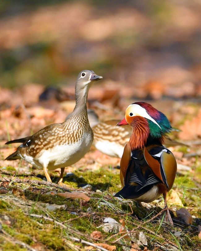 【写真】もうすぐ抱卵? オシドリのつがい仲良く 市内の公園で
