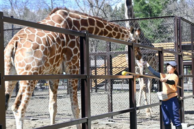 【写真】警戒心解きつつ削蹄「アミメキリン」～おびひろ動物園のハズトレ（２）