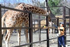 警戒心解きつつ削蹄「アミメキリン」～おびひろ動物園のハズトレ（２）