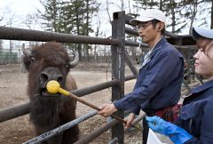 ひづめケア　継承に汗「アメリカバイソン」～おびひろ動物園のハズトレ（３）