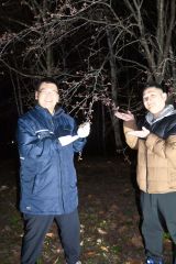 鈴蘭公園の夜桜ライトアップをＰＲする町商工会青年部員ら（左が小枝副部長）