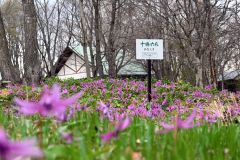 ＧＷ期間中はカタクリが見頃を迎えている（六花の森）
