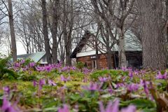 さまざまな山野草を観察ることができる（六花の森）