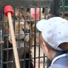 体重記録し、餌に工夫「ライオン」~おびひろ動物園のハズトレ(4)