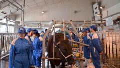 受精卵移植講習、初めて肉牛で　帯広農業高校　「よりよい子牛を」 2