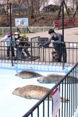 アザラシを見ようと家族連れなどが集まった