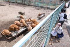 カンガルーの赤ちゃんを撮影しようと集まる人達（助川かおる通信員撮影）