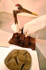 足跡化石とタンチョウヅルの剥製
