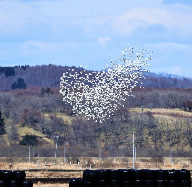 「ハート形飛行」のハクガン～こぼれ話