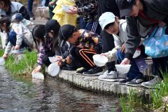 稚魚を放流する親子連れら（２７日午前１０時１５分ごろ）